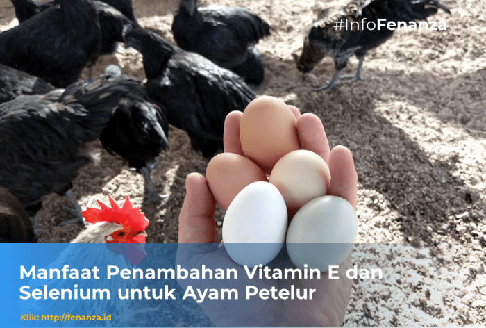 Vitamin Ayam Petelur di Buluspesantren, Kebumen