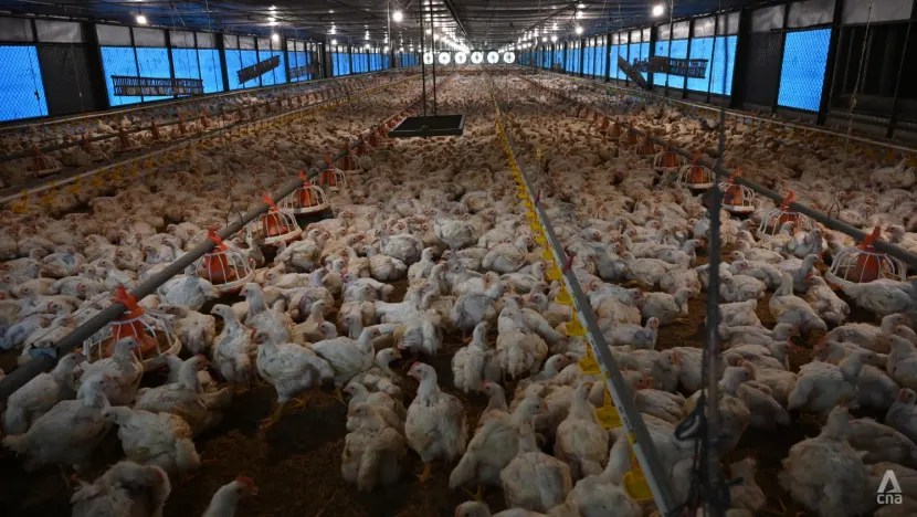 Usaha Ternak Ayam di Loano, Purworejo