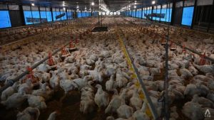 Usaha Ternak Ayam di Loano Purworejo yang Menguntungkan