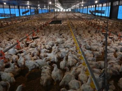 Usaha Ternak Ayam di Loano, Purworejo