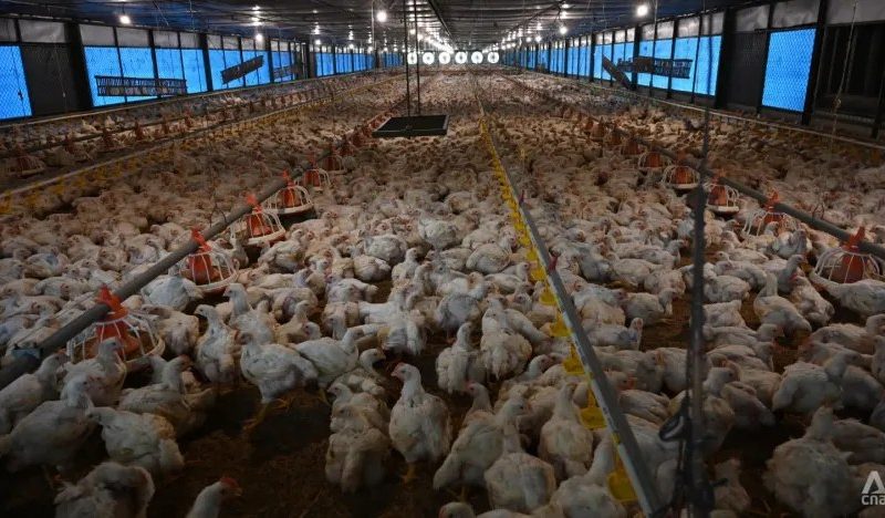 Usaha Ternak Ayam di Loano, Purworejo