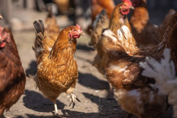 Ayam Mati Mendadak di Kembaran, Banyumas