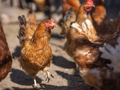 Ayam Mati Mendadak di Kembaran, Banyumas