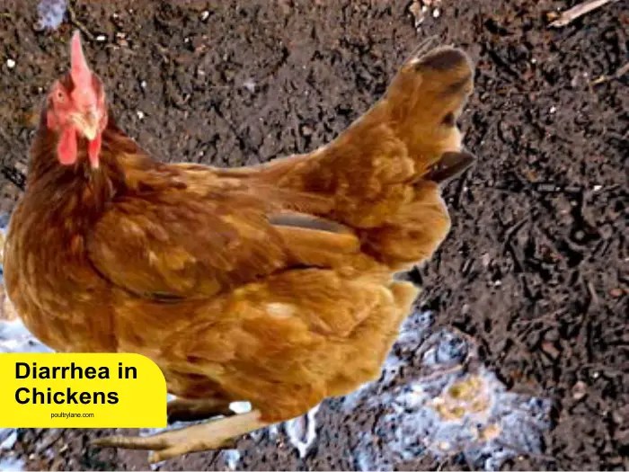 Ayam Mencret di Sokaraja, Banyumas