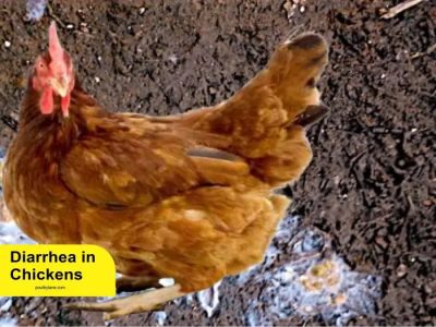 Ayam Mencret di Bagelen, Purworejo