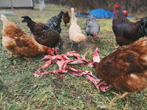 Ayam Tidak Mau Makan di Alian, Kebumen dan Solusinya