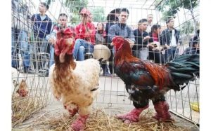 Ayam Termahal di Kembaran, Banyumas yang Mengagumkan