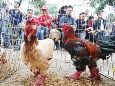 Ayam Termahal di Kembaran, Banyumas