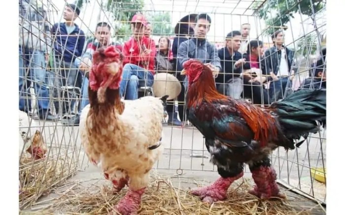 Ayam Termahal di Kembaran, Banyumas