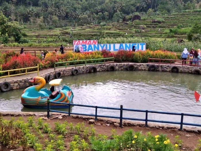 Latihan Ayam Bangkok di Kebumen, Kabupaten Kebumen
