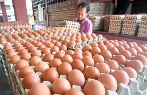 Harga Telur Hari Ini di Klirong, Kebumen Terbaru dan Terupdate