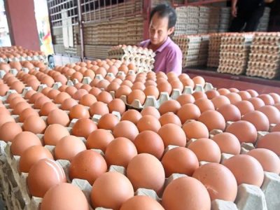 Harga Telur Hari Ini di Klirong, Kebumen