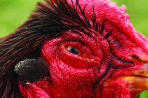 Ayam Mata Bengkak di Karangsambung, Kebumen dan Penyebabnya