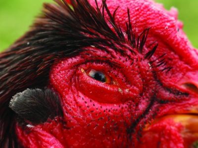 Ayam Mata Bengkak di Kembaran, Banyumas