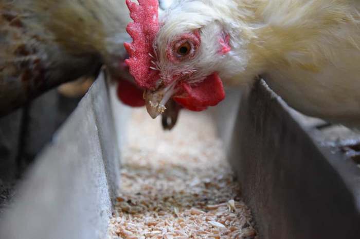 FCR Ayam Broiler di Karanglewas, Banyumas