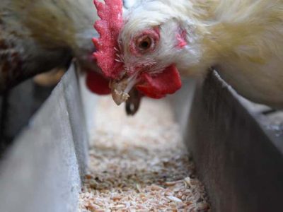 FCR Ayam Broiler di Karanglewas, Banyumas