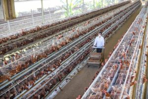 Modal Ternak Ayam di Buluspesantren Kebumen Menguntungkan