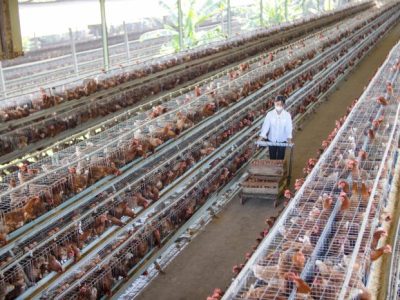 Modal Ternak Ayam di Buluspesantren, Kebumen