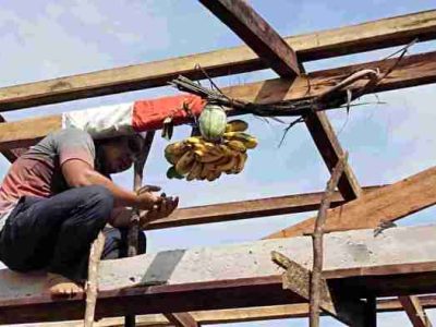 Bisnis Ayam Petelur di Kutoarjo, Purworejo