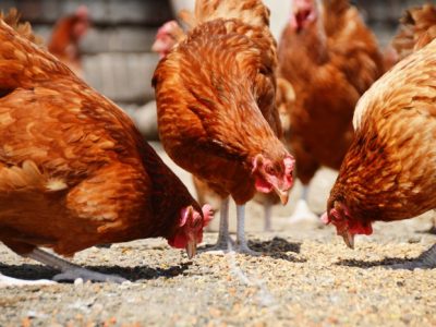 Pakan Ayam Terbaik di Sadang, Kebumen