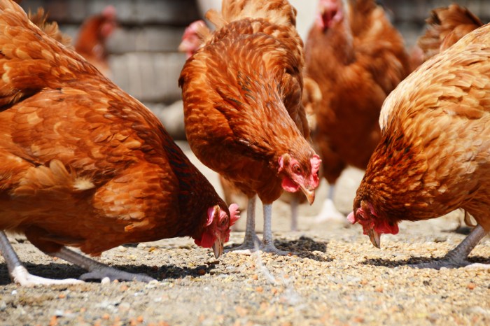 Pakan Ayam Terbaik di Sadang, Kebumen