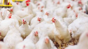 Ayam Terbesar Di Indonesia di Banyumas, Kabupaten Banyumas