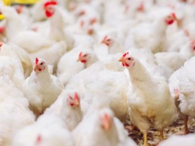 Ayam Terbesar Di Indonesia di Banyumas, Kabupaten Banyumas