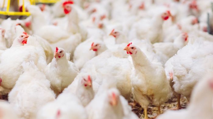 Ayam Terbesar Di Indonesia di Banyumas, Kabupaten Banyumas