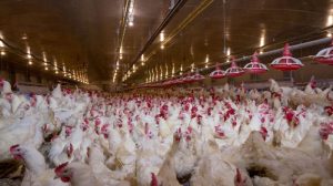 Usaha Ternak Ayam di Bagelen Purworejo yang Menjanjikan