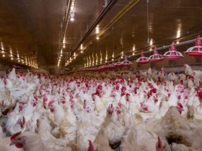 Usaha Ternak Ayam di Bagelen, Purworejo