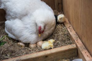 Bisnis Ayam Petelur di Sumbang, Banyumas yang Menjanjikan