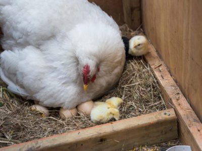 Bisnis Ayam Petelur di Sumbang, Banyumas