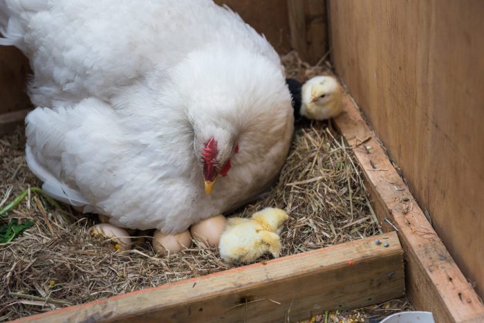 Bisnis Ayam Petelur di Sumbang, Banyumas