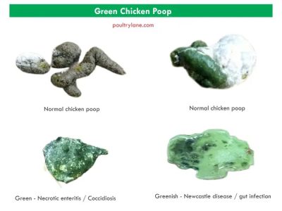 Ayam Berak Hijau di Pakuncen, Banyumas