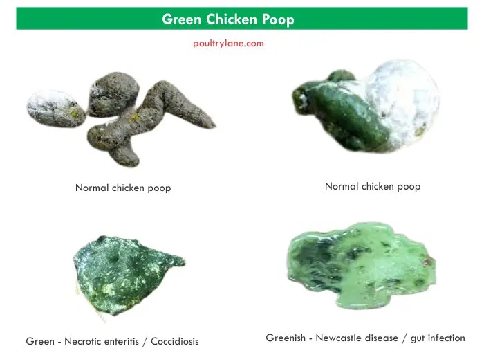 Ayam Berak Hijau di Pakuncen, Banyumas