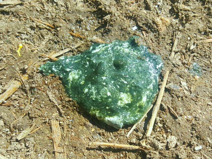 Ayam Berak Hijau di Wangon, Banyumas