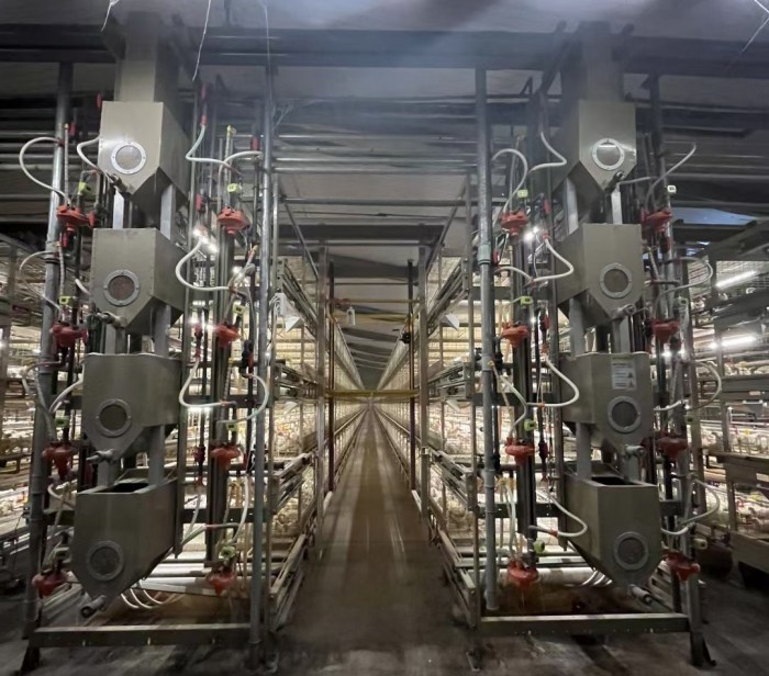 Ayam Broiler Cepat Panen di Grabag, Purworejo