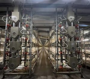 Ayam Broiler Cepat Panen di Grabag, Purworejo