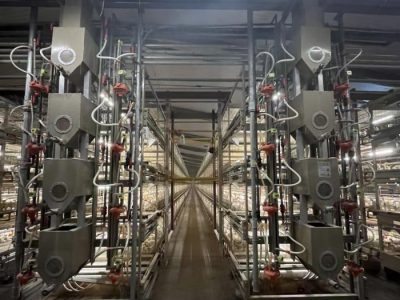 Ayam Broiler Cepat Panen di Grabag, Purworejo
