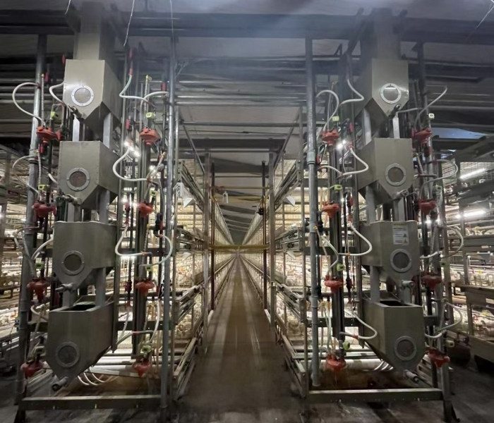 Ayam Broiler Cepat Panen di Grabag, Purworejo