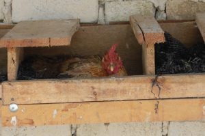 Ayam Kampung Petelur di Buayan, Kebumen yang Unggul