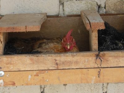 Ayam Kampung Petelur di Buayan, Kebumen
