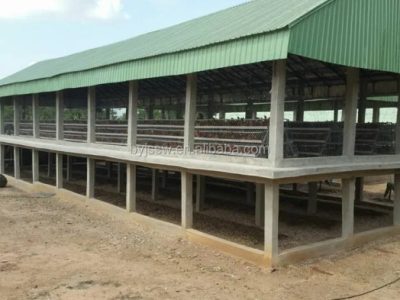 Kandang Ayam Petelur di Purwokerto Utara, Banyumas