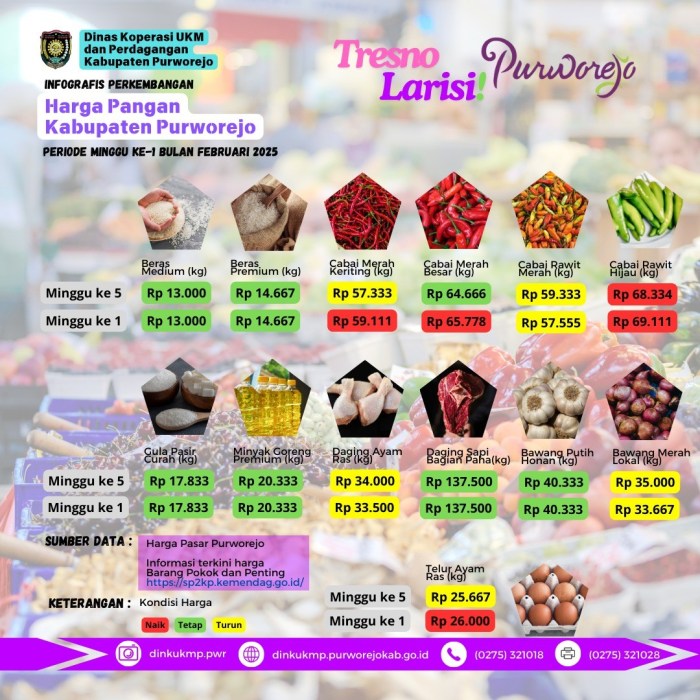 Harga DOC Hari Ini di Bruno, Purworejo