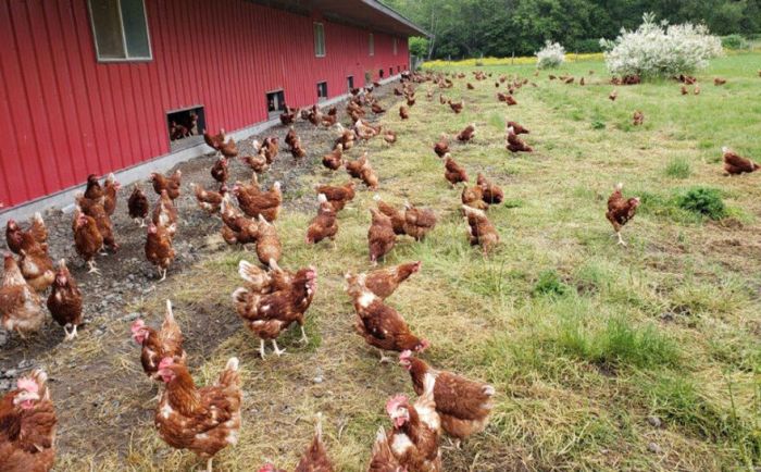 Ayam Kampung Petelur di Sadang, Kebumen
