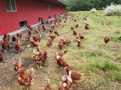 Ayam Kampung Petelur di Sadang, Kebumen
