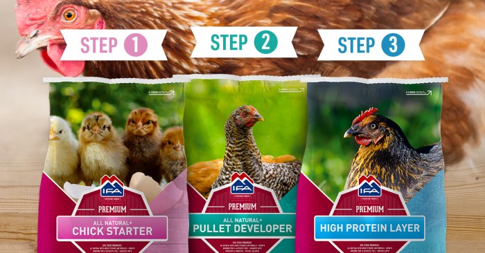 Cara Ternak Ayam Petelur di Wangon, Banyumas