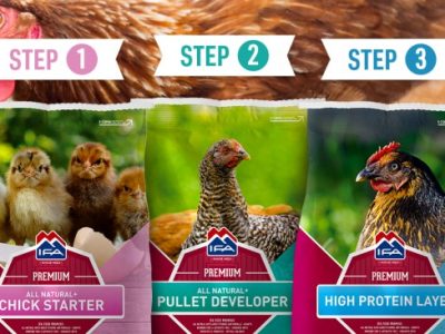 Cara Ternak Ayam Petelur di Wangon, Banyumas