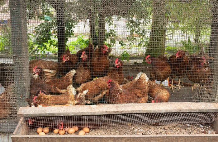 Ayam Kampung Cepat Besar di Buayan, Kebumen