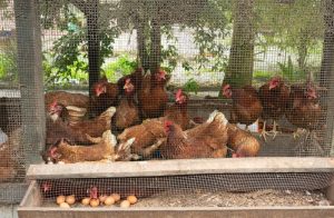 Ayam Kampung Cepat Besar di Buayan, Kebumen yang Menarik